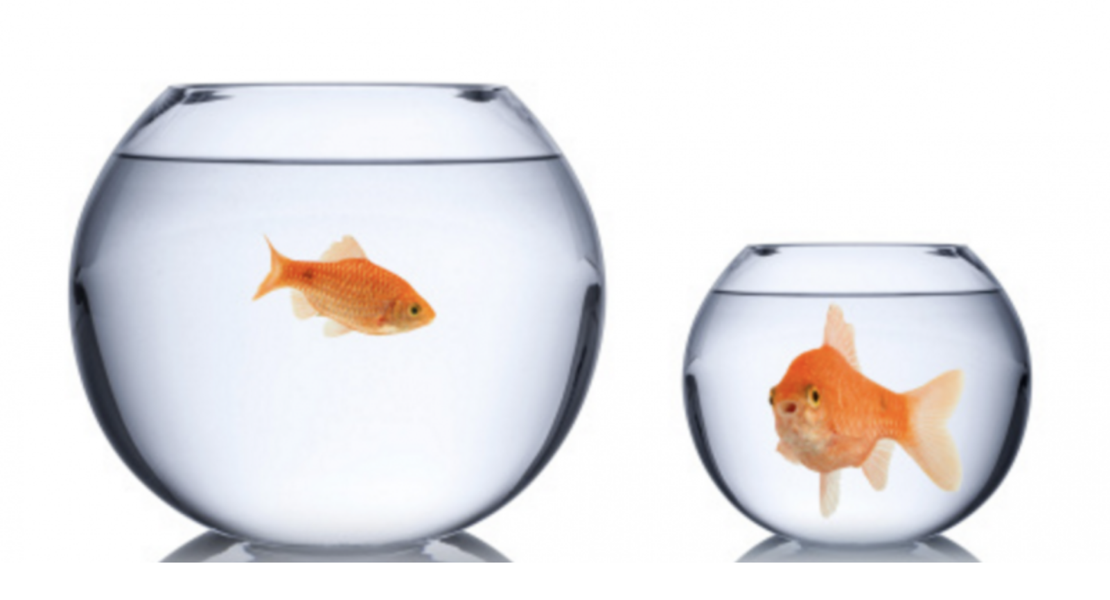 2 goldfish in 2 bowls